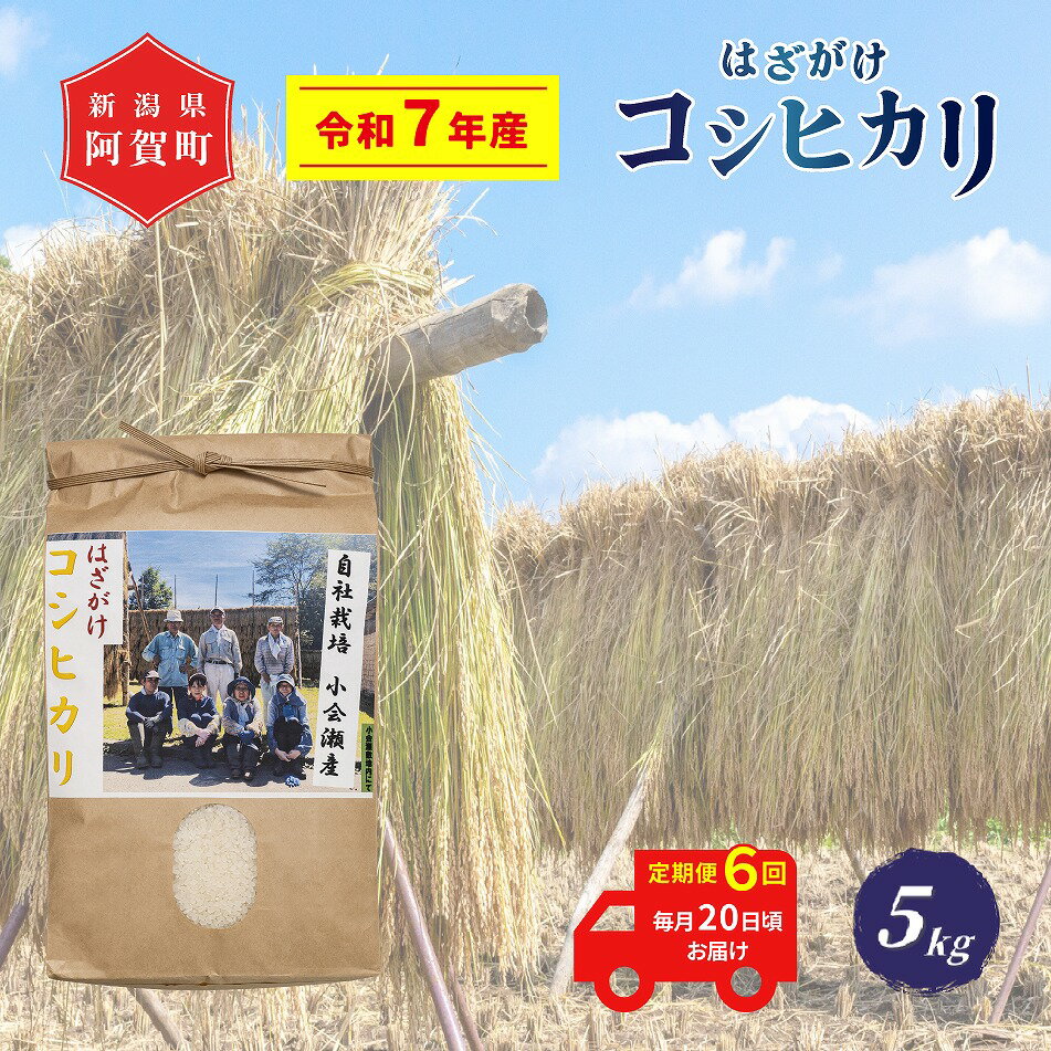【ふるさと納税】 ＜定期便6回＞ 米 5kg 新潟県産 コシヒカリ はざ掛け 天日干し 令和7年産 越後奥阿賀産 | 小会瀬 はざがけ こしひかり 一等米 送料無料 お取り寄せ お米 白米 精米
