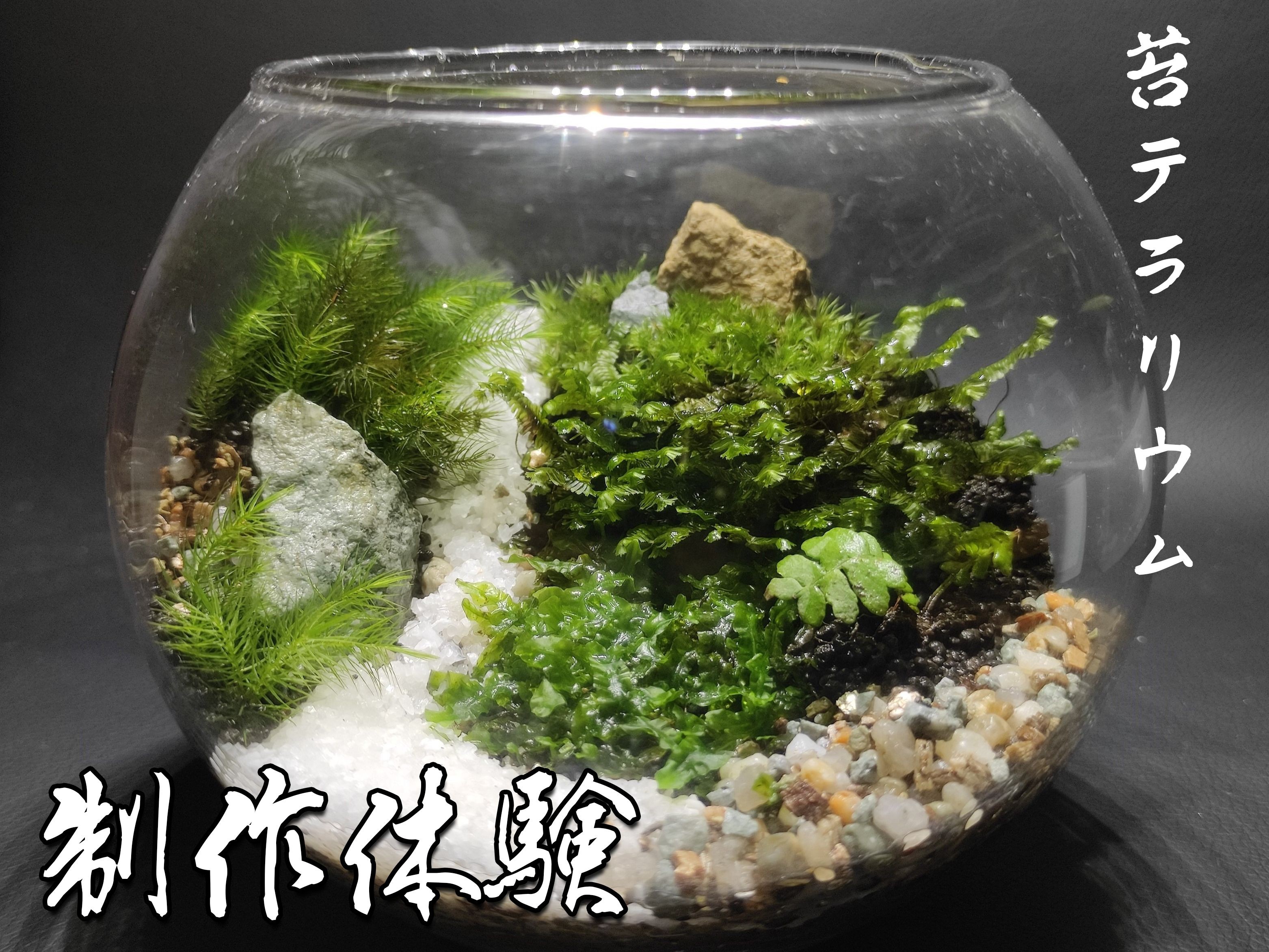 
苔テラリウム制作体験（体験チケット）　　ワークショップ 　　 初心者 　 　作り方　　体験　　土
