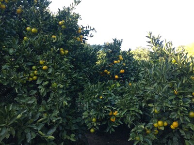 【周防大島産】宮川早生みかん（早生種）10kg