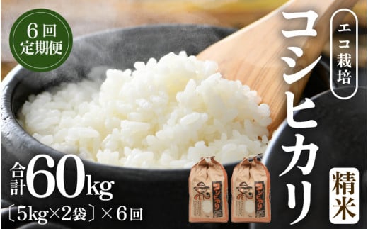 【先行予約】【令和7年産 新米】《定期便6回》エコ栽培コシヒカリ 白米10kg（5kg×2袋）計60kg ／ 鮮度抜群 福井県産 こしひかり ご飯 新鮮 白米 ※2025年10月上旬より準備出来次第発送 [aw063-l004]