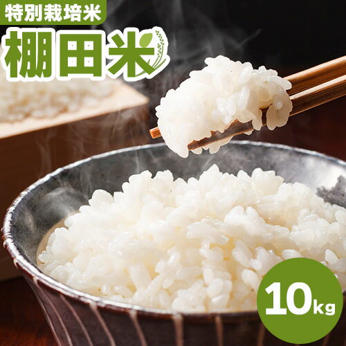 【ふるさと納税】米 棚田米 10kg 特別栽培米 エイコーファームごはん こめ ご飯 精米 徳島県 美馬市