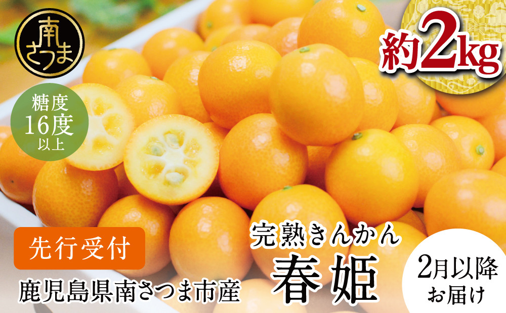 
【2025年2月初旬発送開始】鹿児島県産ブランドきんかん「春姫」 約2kg 鹿児島県産 ブランド 金柑 果物 フルーツ 柑橘 常温 JA 南さつま市
