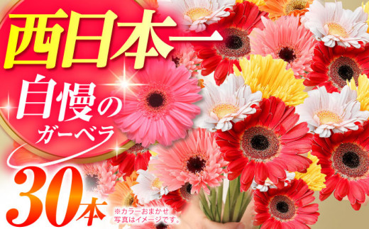 広川自慢の元気なガーベラ30本 ラッピング有 カラーおまかせ 花束 花 はな フラワー ギフト お祝い 冷蔵 広川町 / JAふくおか八女農産物直売所どろや [AFAB016]
