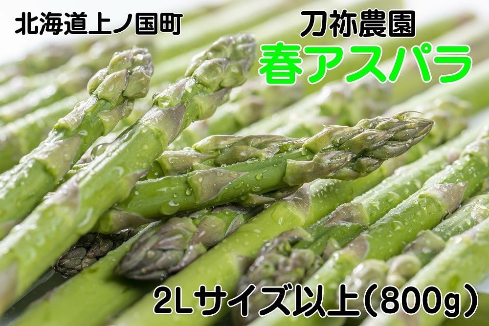 
            【2026年春発送】刀祢農園の朝採り春アスパラ　2L以上（800g）　グリーンアスパラ　朝採れ　農家直送　新鮮　甘い　春野菜　旬野菜　特産品　北海道産
          