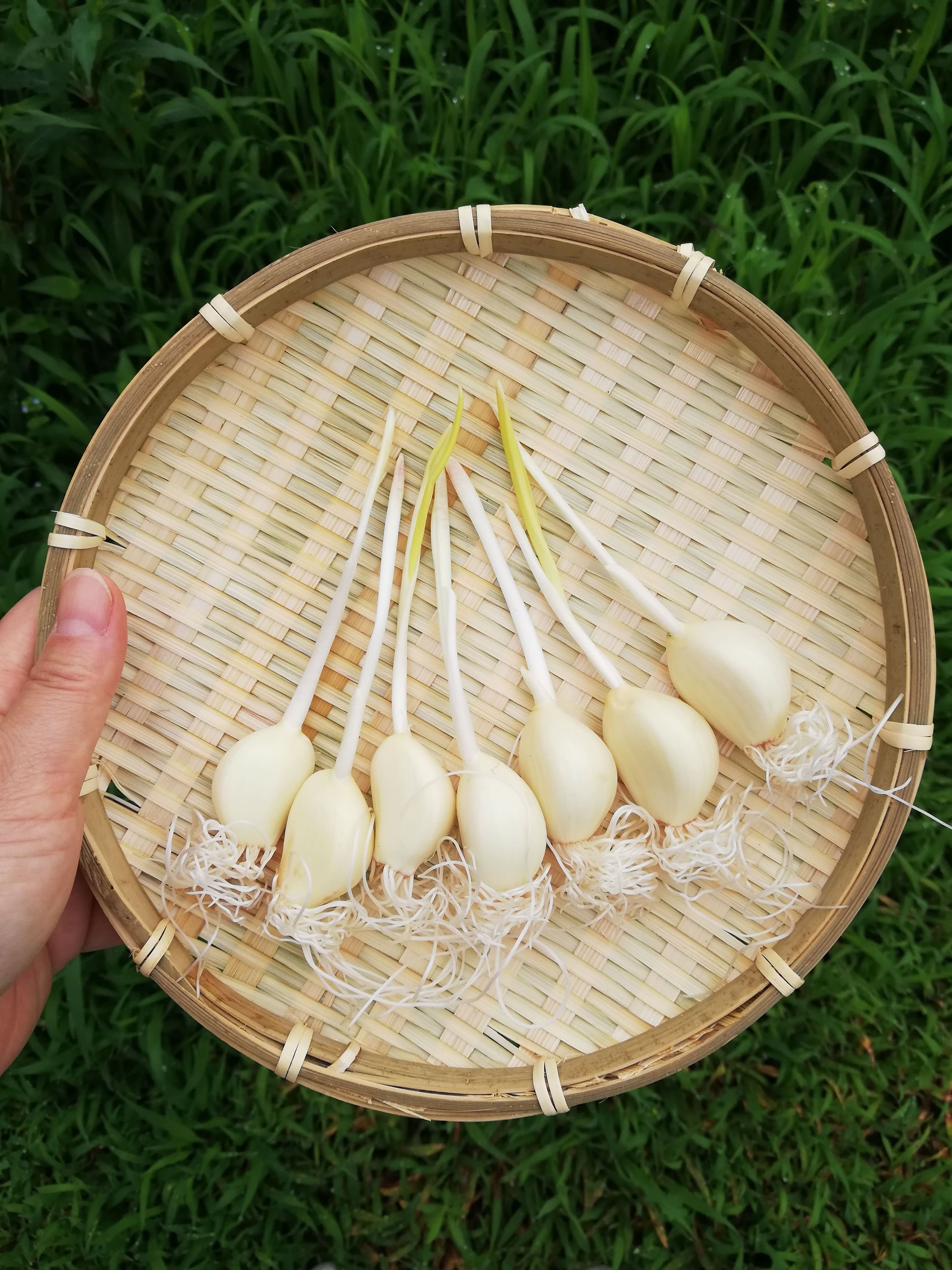 【ふるさと納税】 発芽にんにく6本入り3袋＋発芽にんにく味噌　甘口・ピリ辛　140g1瓶ずつ O-H15 株式会社藤田電気興業（藤田農園）