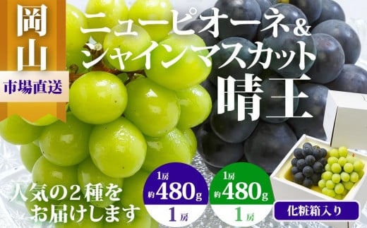 ぶどう 2025年  果物 詰合せ ニュー ピオーネ 1房480g以上 シャイン マスカット 晴王 1房 480g以上 化粧箱入り ブドウ 葡萄  岡山県産 国産 フルーツ 果物 ギフト