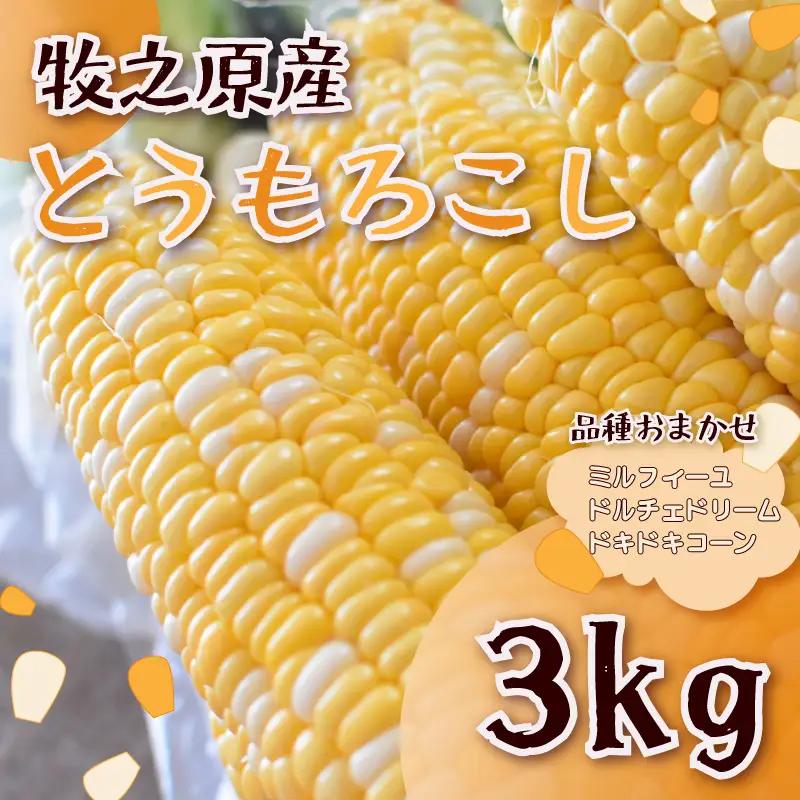 とうもろこし 品種おまかせ 10 本 約 3 ㎏ 静岡県 牧之原市 大石農園