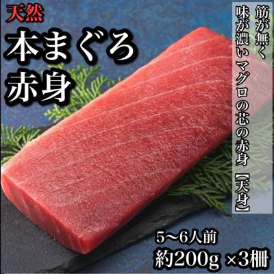 ふるさと納税 小田原市 天然本鮪 赤身 約200g×3柵 貴重な天然まぐろの赤身の部位【天身】を使用!【神奈川県小田原早川】