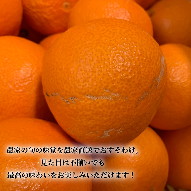 【先行予約】愛果48号 家庭用 お試し1kg(4～5玉)  【2026年3月上旬から発送】 | あいか 新品種 紅まどんな × 甘平 紅プリンセス と同品種 みかん ワケアリ 訳あり B品 柑橘 果物
