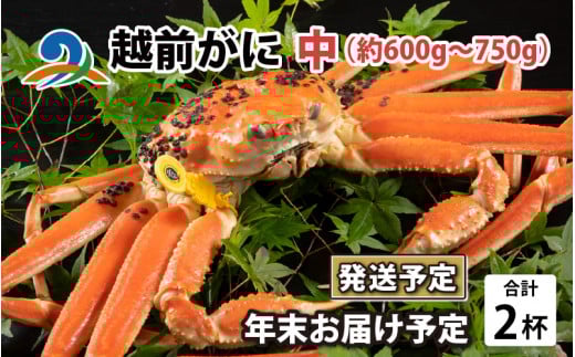 【先行予約】【年末お届け予定】越前がに 中 （約600g～750g） 2杯