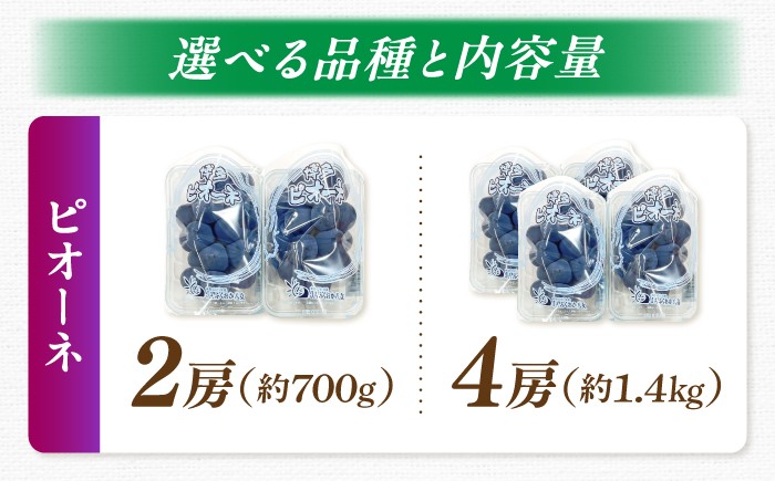 ピオーネ 種無し ぶどう ブドウ 葡萄 果物