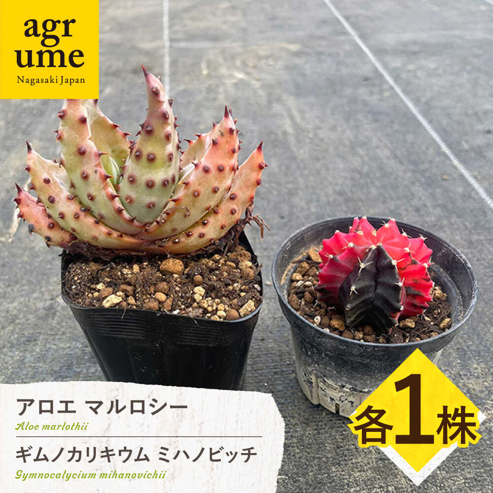 【ふるさと納税】ギムノカリキウム ミハノビッチ ＆ アロエ マルロシー 各1株 Gymnocalycium mihanovichii ＆ Aloe marlothii 長与町/アグリューム[EAI241]