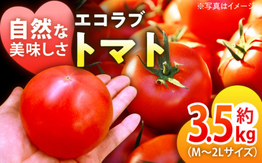トマト【先行予約】【2026年5月上旬から順次発送】エコラブトマト M〜2Lサイズ（20〜24玉）約3.5kg 愛媛県大洲市/沢井青果有限会社[AGBN012] トマト とまと tomato 完熟 新鮮 こだわり 人気 おすすめ ランキング おいしい 甘い 高糖度 リコピン 大容量 野菜 やさい 旬 夏 愛媛県産 大洲市産 産地直送 お取り寄せ 送料無料 贈答 ギフト サイズ M L 2L
