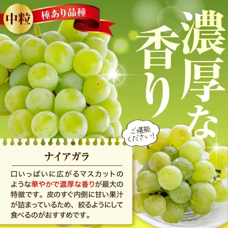ぶどう ナイアガラ 4kg フルーツ 果物 山形 ブドウ