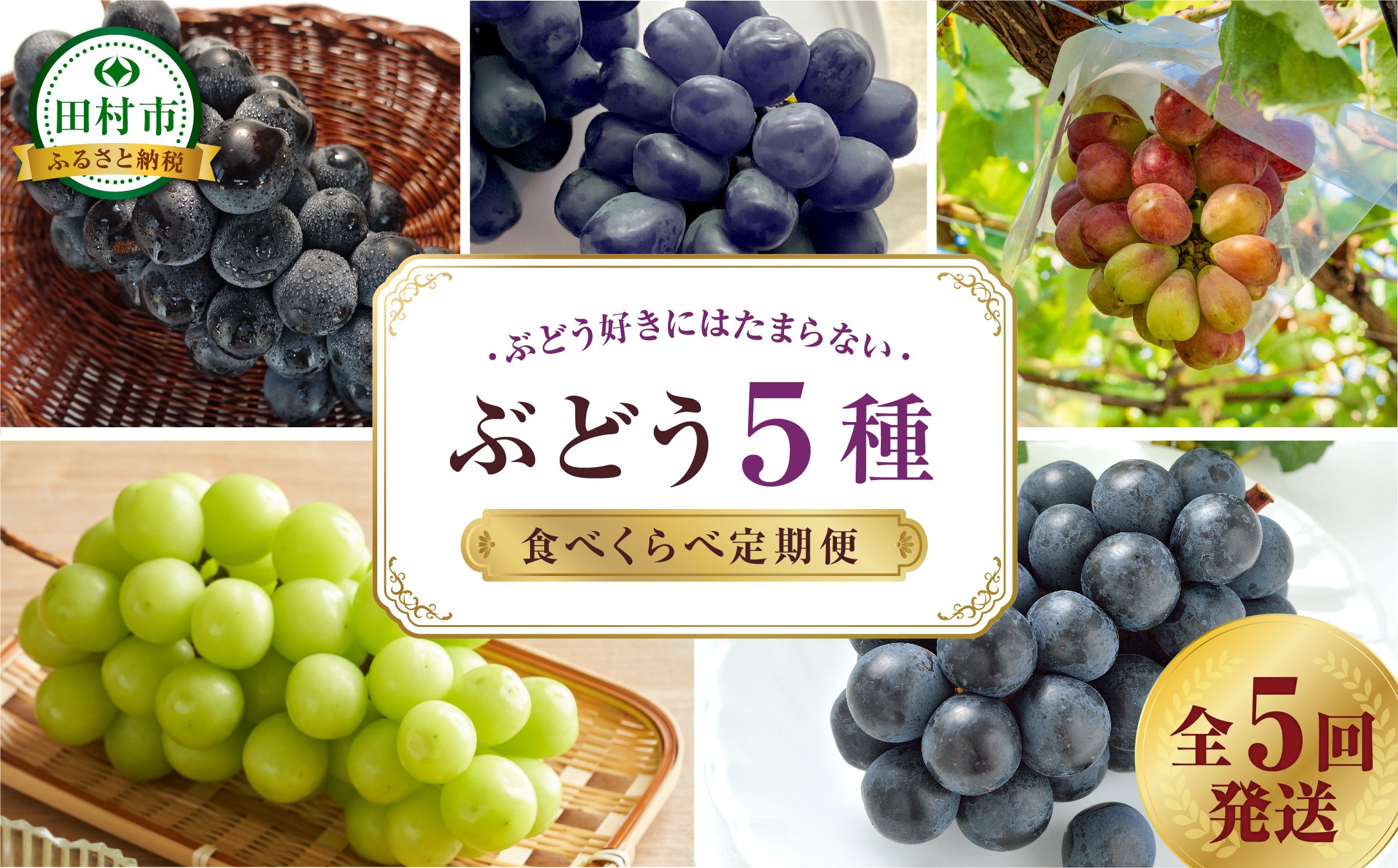 
                  【先行予約 2026年発送】＼ぶどう5種食べくらべ定期便／ 5回発送 冷蔵 高級 種無し 種なし シャインマスカット 富士の輝 あずましずく ナガノパープル バイオレットキング 定期便 ブドウ ぶどう 品種 果物 フルーツ 巨峰 美味しい 希少 人気 福島県 田村市 鈴木農園
                