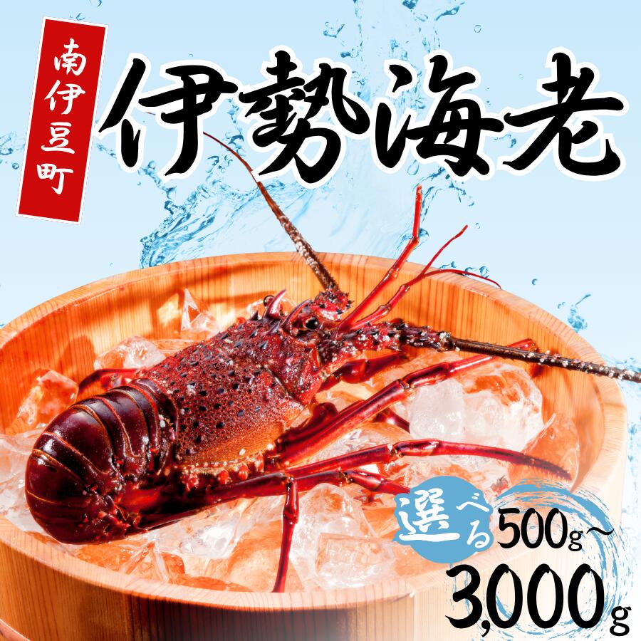 【ふるさと納税】伊勢海老 500g 1000g 1500g 2000g 3000g 天然 活伊勢海老 伊勢エビ いせえび イセエビ 海鮮 魚介 魚介類 旬 国産 冷蔵 送料無料 静岡 静岡 南伊豆 臼竹商店