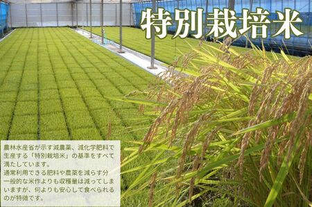 （ 数量限定 100 セット） 新米　 静岡 伊豆 修善寺産 桂流 こしひかり 5㎏ 【 コシヒカリ 白米 お米 精米 国産 米 ごはん 特別栽培米 お取り寄せ 静岡県 伊豆市】010-018
