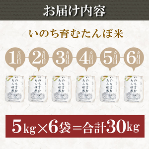 【定期便6回】 新米 米 コシヒカリ 計30kg 5kg×6回 精米したて お米 定期便 ｜ 四国 徳島県 小松島 白米 栽培期間中無農薬 ふるさと納税 おいしい こめ おこめ 精米 国産 限定 ごは