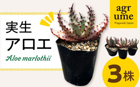 実生アロエ Aloe marlothii 3株 長与町/アグリューム [EAI087]  観葉植物 アガベ 多肉植物 苗 植物 あがべ