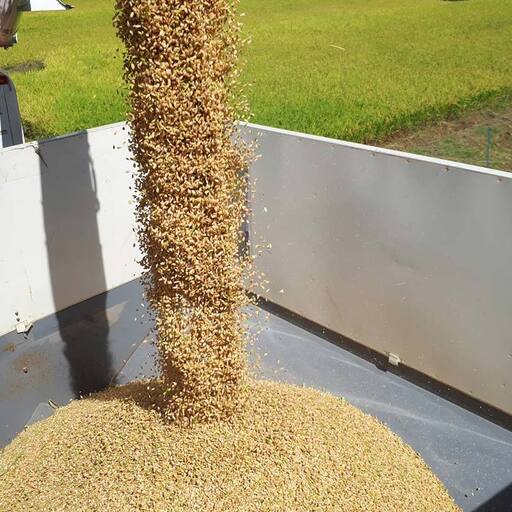 【令和7年産米】三島町産天のつぶ 精米10kg FAG-0061