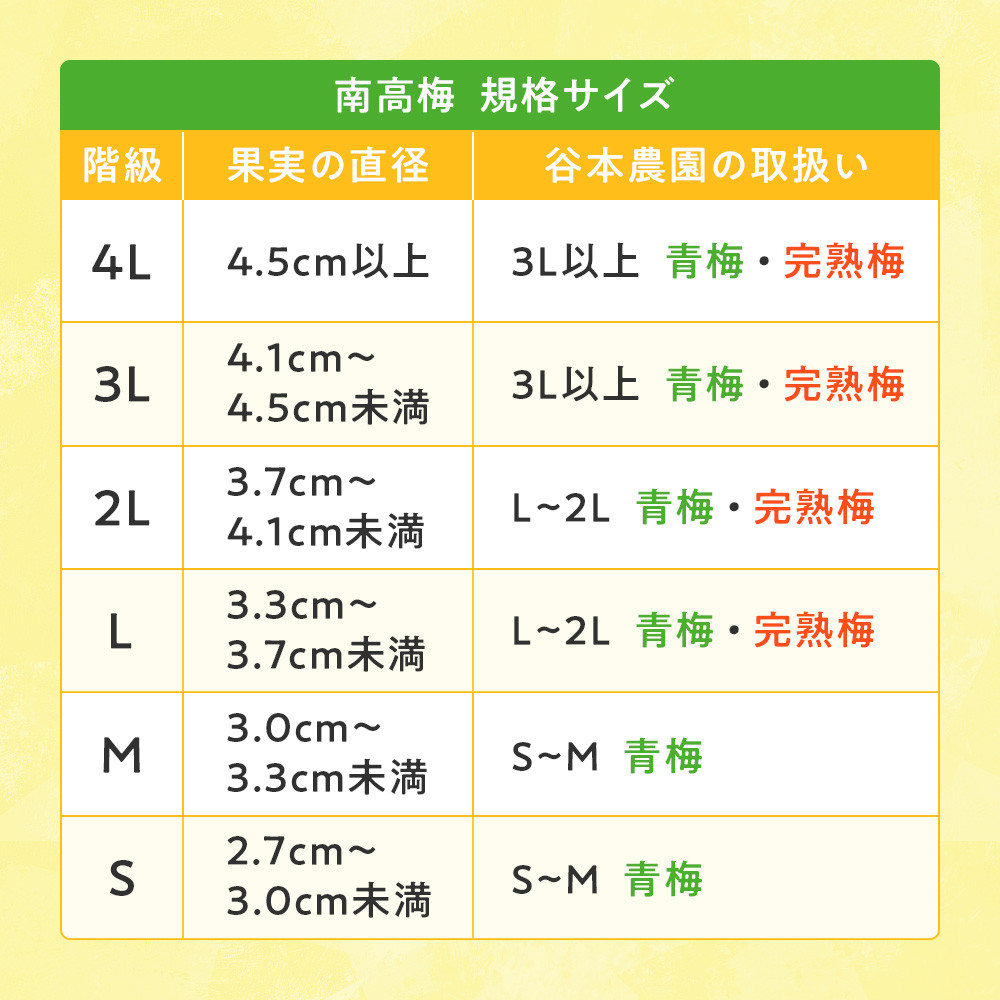 手もぎ 完熟南高梅 10kg 大粒 3Lサイズ以上 谷本農園 CX064_イメージ4