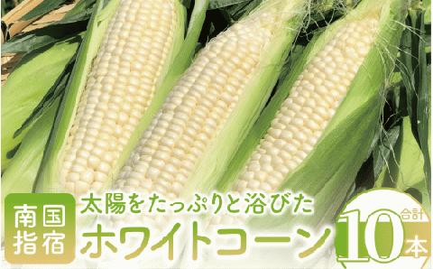 2026年5月中旬～発送【厳選とうもろこし】指宿産ホワイトコーン10本(わくわくファームたがわ/IB069-002) とうもろこし コーン トウモロコシ ホワイトコーン 国産 鹿児島 県産 旬 野菜 旬野菜 夏 初夏 ホワイト 農園 指宿 いぶすき