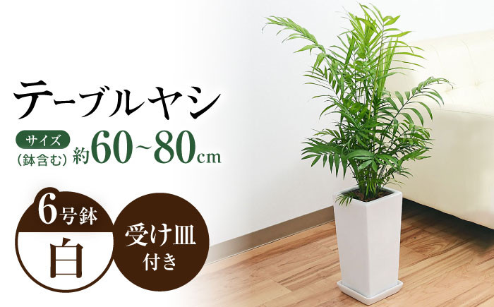 
            観葉植物 テーブルヤシ チャメドレア 陶器鉢 6号 白  / 観葉 植物 インテリア おしゃれ プレゼント / 大村市 /琴花園[ACYK023]
          