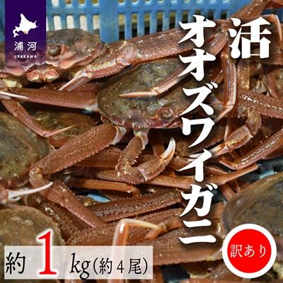 ふるさと納税 浦河町 訳あり 活オオズワイガニ約1kg(約4尾入)[02-1409]