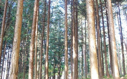 塩尻の森から届く、ひとしずくの癒し。