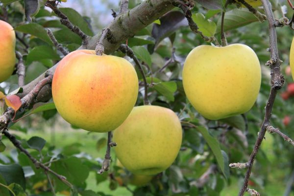 地元のりんご園の協力のもとアップルオーナーになり、花が咲く開花時期から、実摘み作業、収穫に至るまで私たちで大切に育てたりんご。