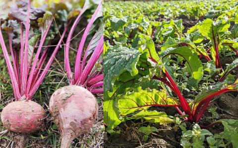 【2026年発送】いもり屋の沖縄県産　人参・ビーツセット　合計4kg