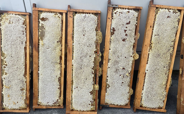 純粋ハチミツ 巣蜜（コムハニー） 瑞浪市 / honey shop Bee farm asano 蜂蜜 はちみつ [AZBT017]