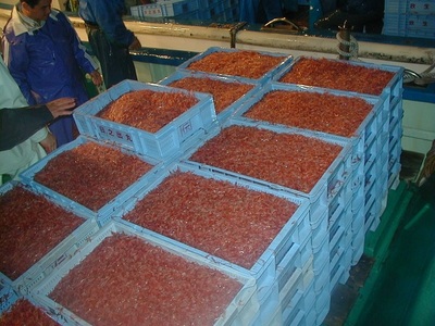 a13-055　お刺身用 生桜えび 400g 小分け 冷凍