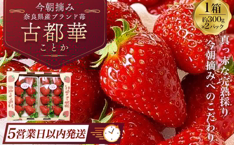 
            【＝5営業日以内に発送＝】（冷蔵） 古都華 600g (300g×2) ／ いちご 丸笑いちご園 今朝摘み フルーツ 苺 イチゴ 果物 新鮮 完熟 朝採り 高級 甘い 奈良県 葛城市
          