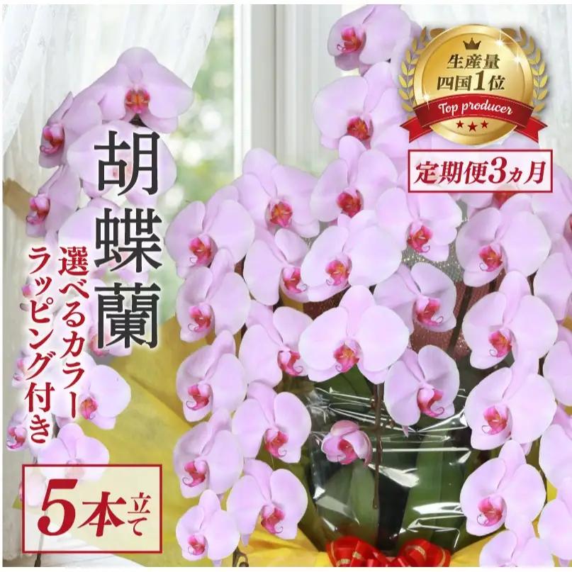 【定期便3ヶ月】 胡蝶蘭 5本立て ピンク スタンダード 花 はな お花 日付指定 記念日 お祝い プレゼント ギフト 贈答 贈り物 選べる カラー ラッピング 鉢花 鉢植え 洋蘭 洋ラン 冠婚葬祭 蘭 らん 新築祝い 豪華 華 華やか はなやか 敬老 誕生日 人気 ランキング おいわい 開店祝い 開業祝い こちょうらん きねんび 四国 生産数 一位 1位 いちい ふるさと納税 大輪 産地直送
