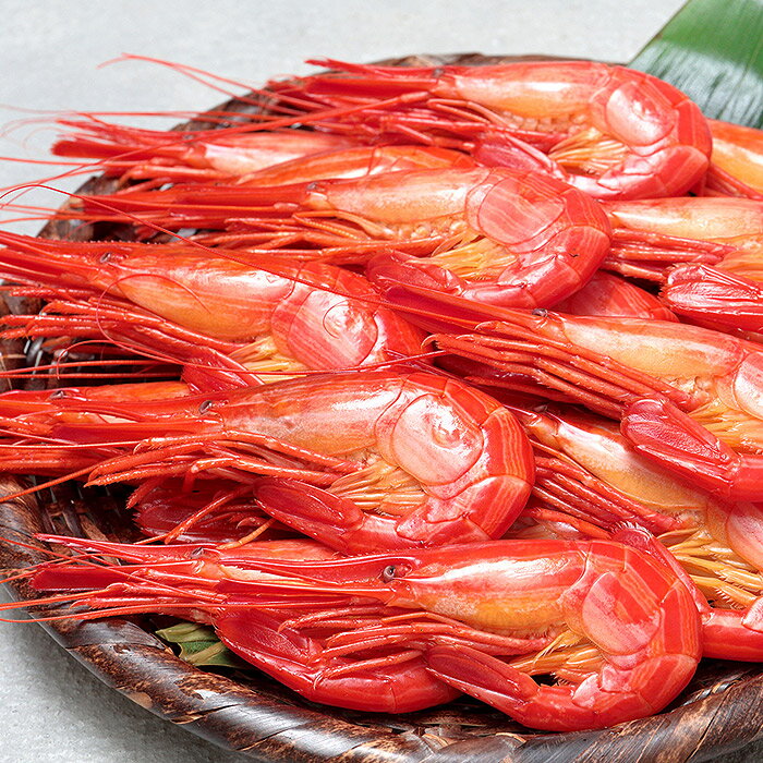 【ふるさと納税】[北海道根室産]北海しまえび500g 選べる1P 〜 2P エビ 海老 蝦 シマエビ 北海シマエビ 北海道 根室市 海鮮 海産物
