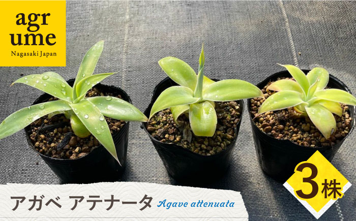 
アガベ アテナータ 3株セット 長与町/アグリューム Agave attenuata [EAI118] 観葉植物 多肉植物 苗 植物 アガベ あがべ インテリア セット
