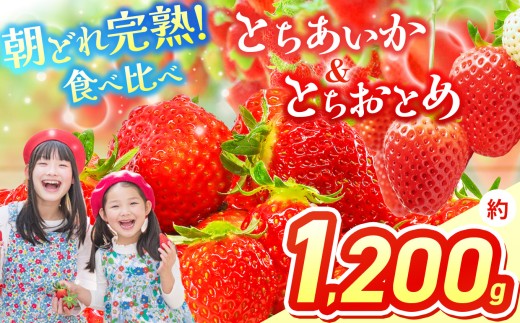 【先行予約】いちご 選べる 定期便 とちあいか＆とちおとめ  選べる 内容量 食べ比べ 300g × 2 × 2箱 | 果物 くだもの フルーツ 野菜 やさい ヤサイ 苺 イチゴ いちご とちあいか とちおとめ  食べ比べ 新鮮 甘い 数量 限定 美味しい 果物 フルーツ デザート 栃木県 那珂川町 送料無料