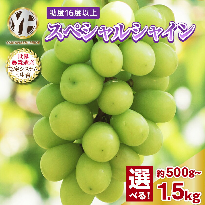 【ふるさと納税】シャインマスカット 500g 1kg 1.5kg フルーツ王国山梨産 厳選 1房〜4房 選べる内容量 _フルーツ 果物 ぶどう ブドウ マスカット 葡萄 くだもの ギフト プレゼント ふるさと 人気 山梨 山梨県 【配送不可地域：離島】【G1108669】