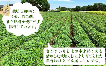 No.528 坂東市産　冷凍焼きいも　紅はるか2kg