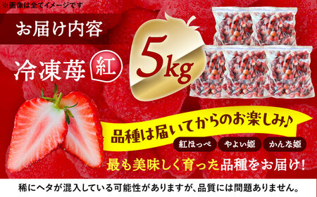 冷凍苺 5kg 果物 フルーツ 紅ほっぺ やよい姫 かんな姫 愛西市 / くぼ苺農園 【配達不可：離島】[AECJ027]