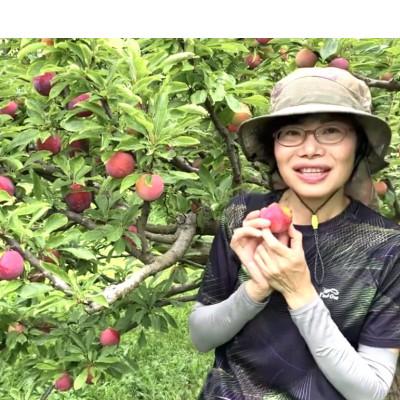 ふるさと納税 南アルプス市 【2026-06-30〜発送開始】すもも「希少品種」サマーエンジェル「夏の天使」大玉約2.2kg |  | 01