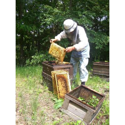 ふるさと納税 長野県 アカシアはちみつ(小)185g×2本組|長野県産|無添加|非加熱| |  | 01