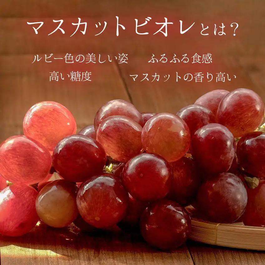 ＜2026年発送分 先行予約＞10月～11月発送マスカットビオレ2kg箱【029-a010】