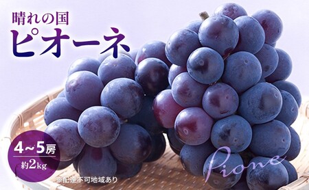 早期受付 ぶどう 晴れの国 ピオーネ 2kg（４～５房）化粧箱入り 岡山県 高梁市 ブドウ 葡萄 果物 フルーツ 