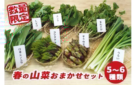 【 2026年 4月より順次発送】 春の 山菜 おまかせ セット 5～6種類 【産直 松の実】 人気 産直 採れたて 新鮮野菜 季節野菜 旬 旬野菜 春野菜 春の味覚 国産 産地直送 期間限定 数量限定 仕送り 詰合わせ お取り寄せ 野菜 おすすめ 予約 予約受付 早期予約