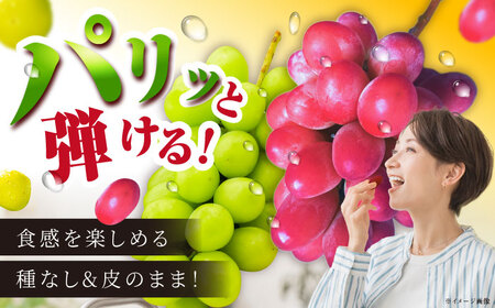 【2026年8月初旬頃から順次発送】【訳あり】ぶどう 食べ比べ シャインマスカット 神紅 各1房 詰め合わせ セット[AIAA005]