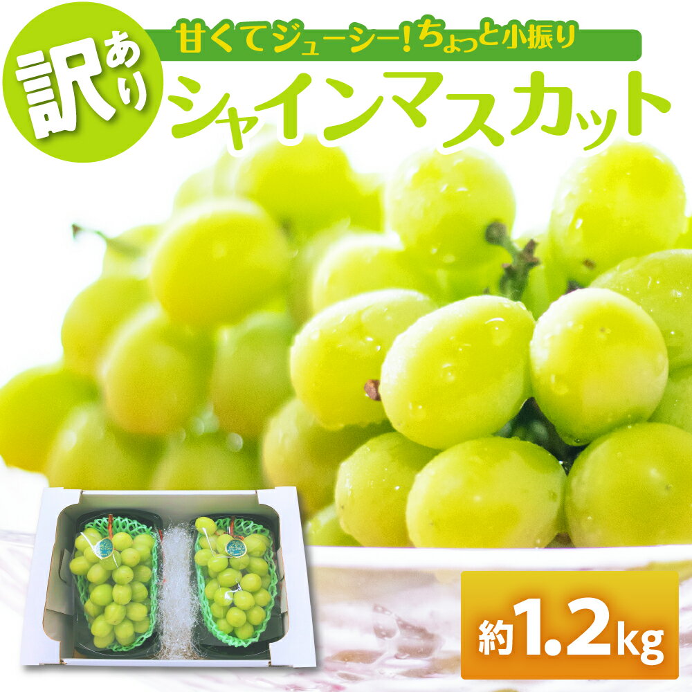 【ふるさと納税】【 訳あり 】 シャインマスカット 1.2kg ( 配送時期が選べる 11月 12月 ) / 家庭用 ぶどう 葡萄 グレープ 果物 くだもの フルーツ 規格外 秋 旬 青森県 五所川原市