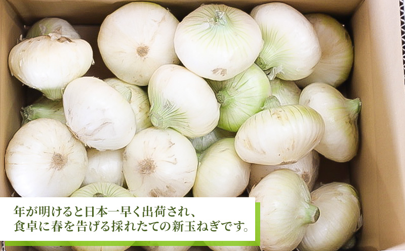 静岡県浜松市産 新玉ねぎ サラダオニオン Lサイズ 5kg 約25個 野菜 新玉ねぎ たまねぎ タマネギ サラダ オニオン 国産 浜松市 静岡 【配送不可：離島】