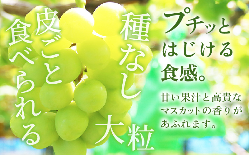 【先行予約】定期便 ≪2回お届け≫ 旬のフルーツ定期便 全2回 シャインマスカットと新興梨『特秀品』 梨園直送！ / 期間限定 果物 フルーツ 農家直送 シャキシャキ もぎたて 旬 お取り寄せ ※20